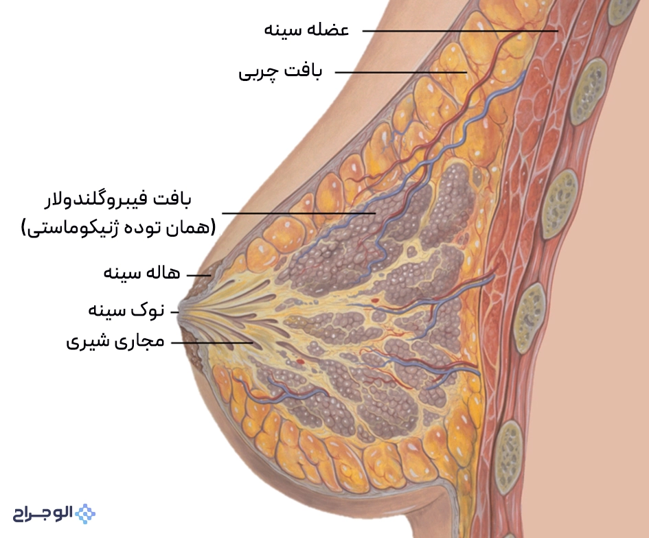 دو بخش اصلی سینه آقایان